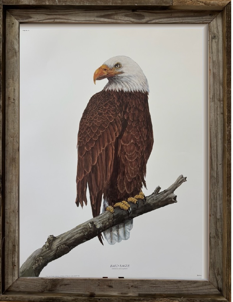 Bald Eagle framed.jpg