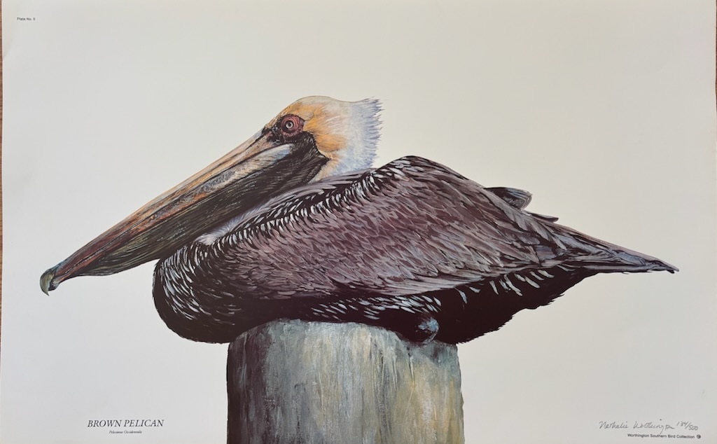 Brown Pelican print.jpg