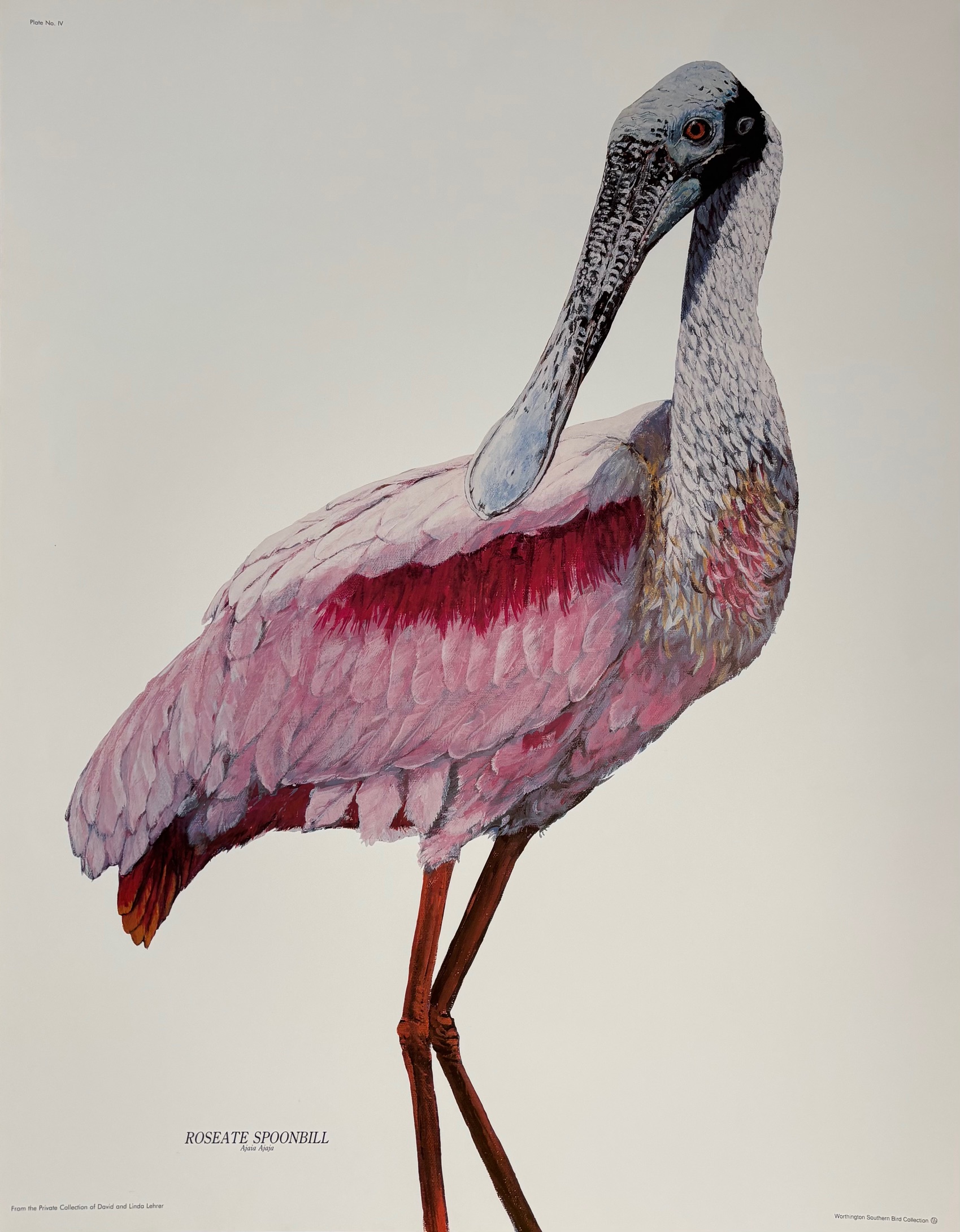 spoonbill print